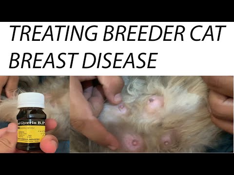 BREAST DISEASE TREATMENT IN CATS||MASTITAS IN CATS||BREEDER CATS BREAST DISEASE||PERSIAN CATS