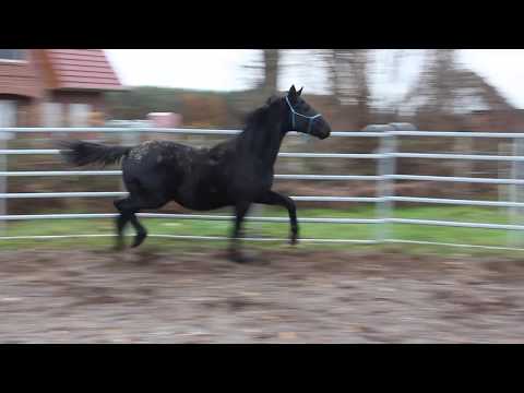 Diamond Totilas Junior - FOR SALE - Rappe, Endm. 174cm++, Dressur-Crack for Future, Duir Ask Ichschi