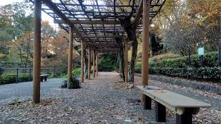 【イケメン少女・式守さんの聖地】東高根森林公園・時期ハズレの藤棚に行ってきた