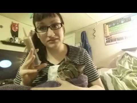 Syringe feeding a sick cat