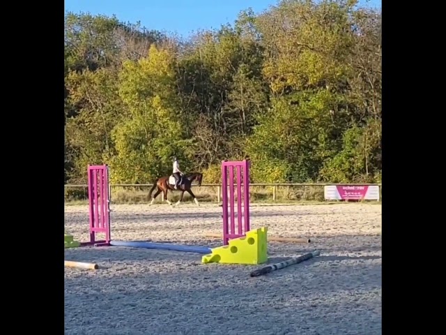 Super jument dressage par Glamourdale gros potentiel