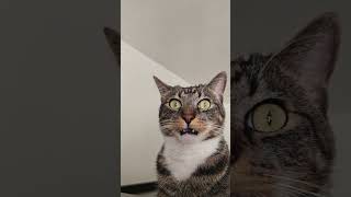 Download lagu #ops #cat #funny #reaction #reels #shorts #popular #pets #tiktok #memes #viral #spiderman mp3 Download lagu #ops #cat #funny #reaction #reels #shorts #popular #pets #tiktok #memes #viral #spiderman mp3