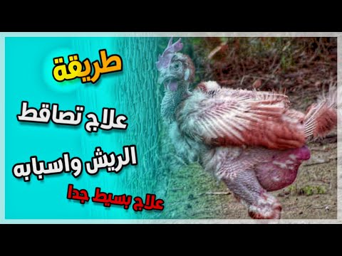 , title : 'علاج تصاقط الريش عند الدجاج و اسبابه'