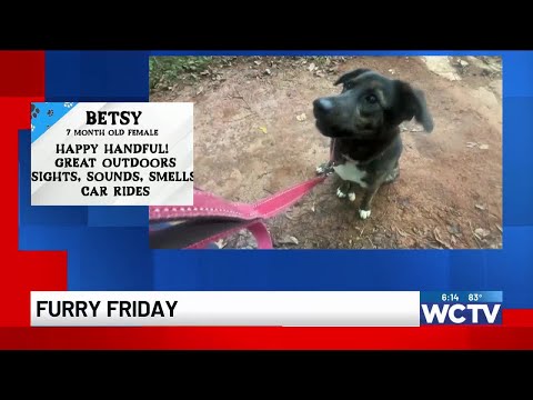 Furry Friday: Meet Betsy - YouTube