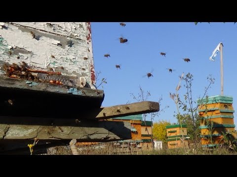 Осеннее состояние пасики, пчела в октябре