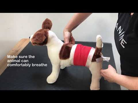 Dog Bandage - How to bandage a dog - Emergency pet first aid by vet Dr Sophie Bell