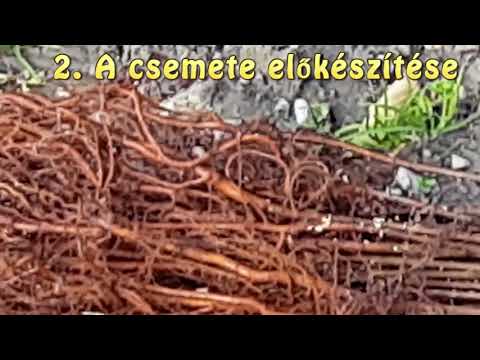 Csodasövény®  telepítésre előkészítése