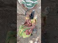 My Mottai Video My Head Shave Video Indian Women Head Shave Samachitapochi