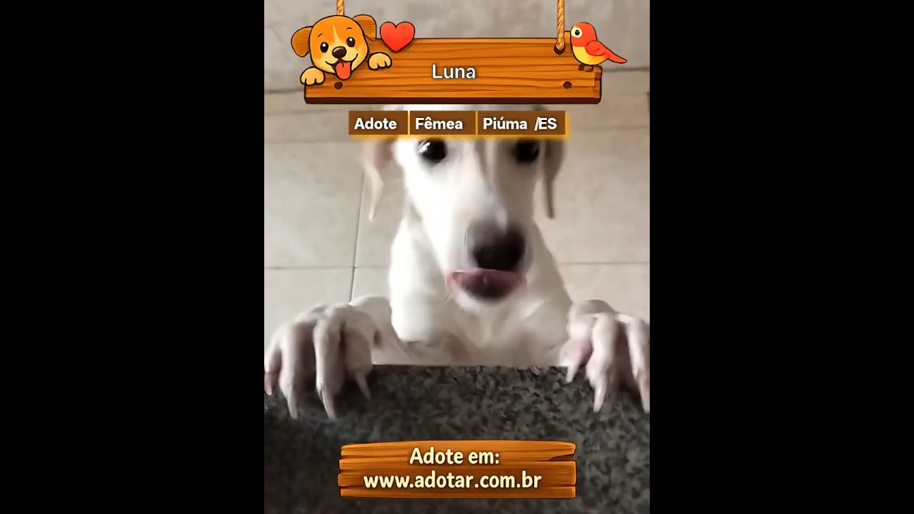 Cachorro raça SRD-ViraLata idade 2 a 6 meses nome Luna