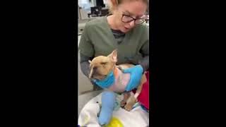 PLEASE WE ARE 1,200 away from our goal for Goldie PLEASE WE ARE 1,200 away from our goal for Goldie