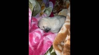 Pug Puppies Videos