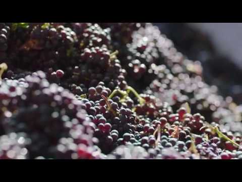 Vieni a Trovarci in Valcalepio - Valcalepio Wine Ambassador