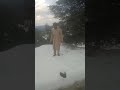 Wana Waziristan Truck Driver Enjoy Truckada