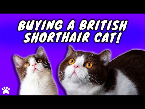 Buying A British Shorthair Cat - Everything You Need To Know!