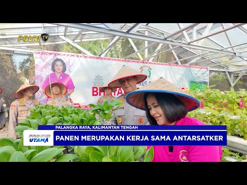 POLDA KALTENG PANEN SAYURAN DI LAHAN PEKARANGAN PANGAN LESTARI