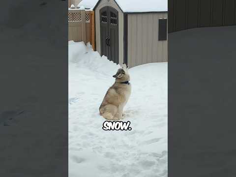 Huskies love snow
