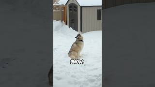 Download lagu Huskies love snow mp3