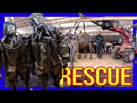 🐄 Bijzondere redding: Brandweer haalt koeien uit gierkelder 🚒 - VOLUNTEERS DUTCH FIREFIGHTERS -