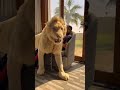 Dubai Sheikh With Lion Tiger At Home