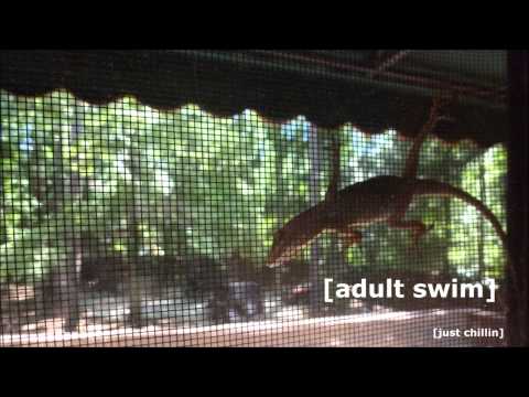 Adult Swim Bump - Dry July