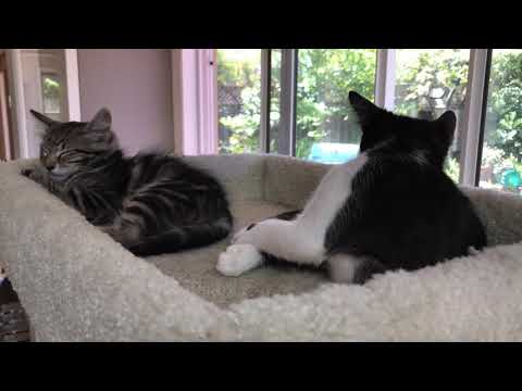 Alfie and Kumi at the top of the cat tree