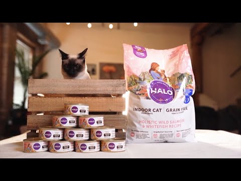 Halo Pets: Everything to Know About the Best Pet Nutrition
