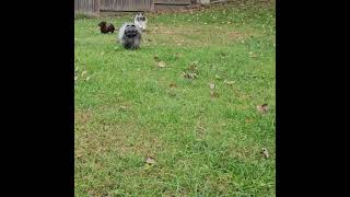 October 2025 Ozzy -- What a Gorgeous Boy!