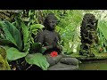 Buddha's Flute Music: Zen Garden 7