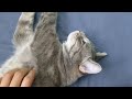 Grey Tabby Cat Lying Down And Being Petted Catvideos