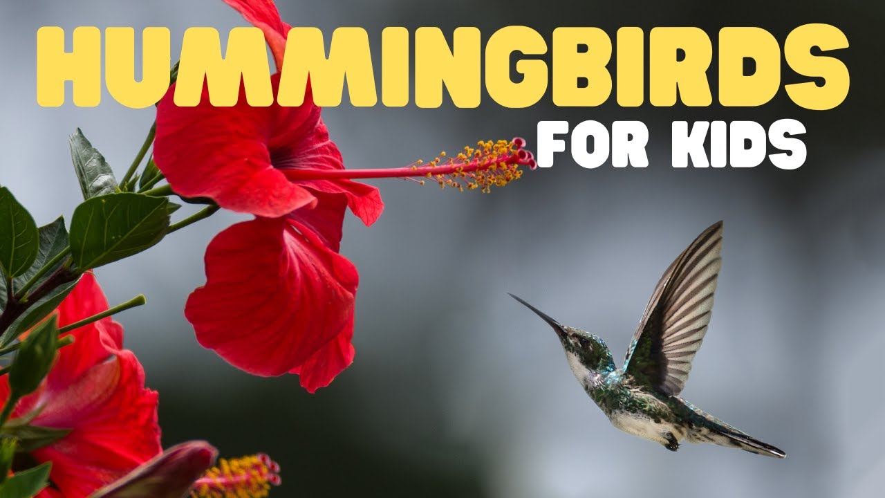 Hummingbirds for Kids | Learn about these tiny, fast, colorful creatures!
