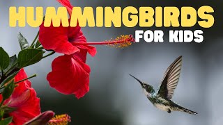 Hummingbirds for Kids | Learn about these tiny, fast, colorful creatures!