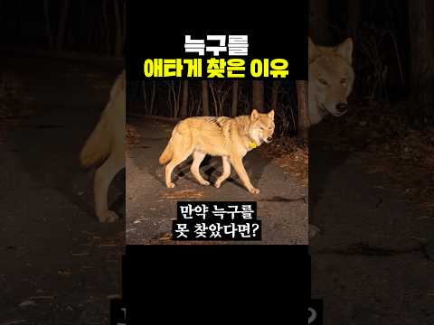 늑구를 애타게 찾은 이유