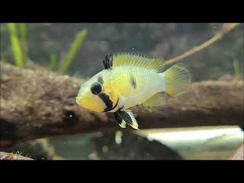 Apistogramma panduro wild