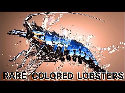Rare Colored Lobsters