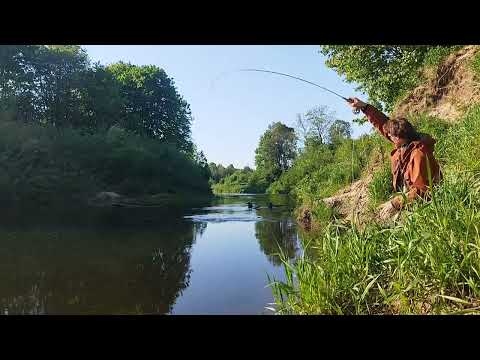 Meknė museline po 'rollcast'inio metimo. #flyfishing #sapalas