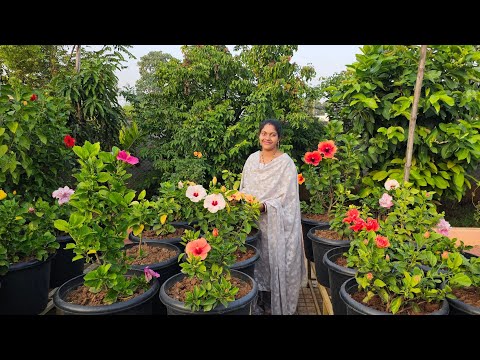 In my home garden// flowers harvesting #mygarden #gardeningharvest