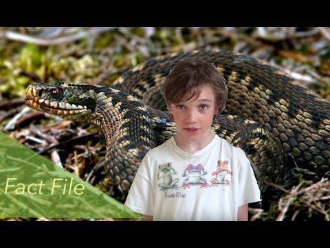 The Adder Fact File - Reptiles & Amphibians