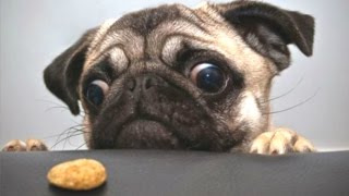 Top 10 Cute And Funny Pug Videos Compilation || NEW HD