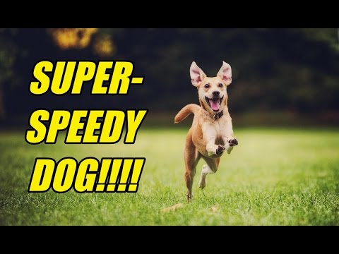 Super-Speedy Dog