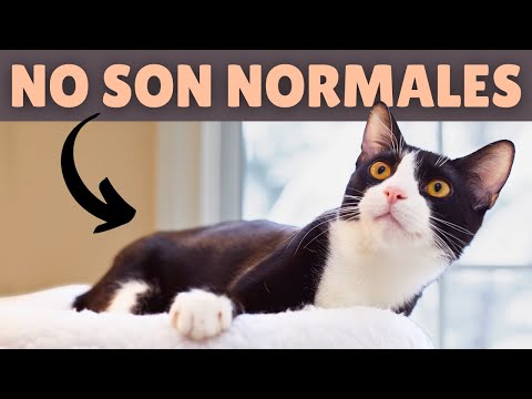7 curiosidades de los GATOS TUXEDO ➡️ Lo que no sabías de los gatos BLANCOS Y NEGROS