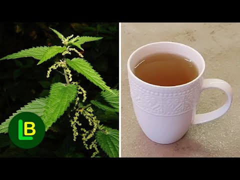 The most nutritious plant on earth? Here's how to make stinging nettle tea