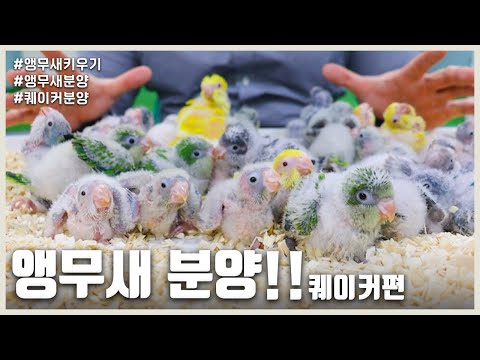 [앵무새키우기] 앵무새 분양!! 퀘이커편!! 분양가는?? 건강한 이유조 이유식 선택은??