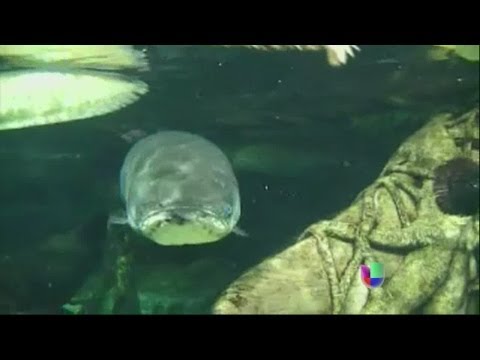 The Pirarucu fish: an endangered Amazonian giant