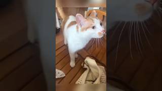 #cat #cute #catvideo #cutecat #funnyvideo #funny #animals