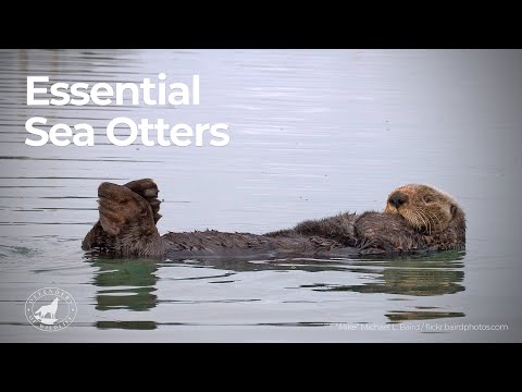 Essential Sea Otters