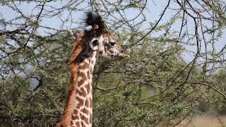 #StandTallForGiraffe with Wild Nature Institute