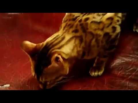 Прикольные коты с Международной выставки кошек