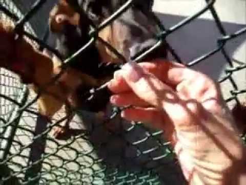 Yul Brynner ID 122770