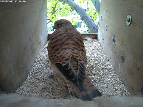 CEH Kestrel nest box (inside)