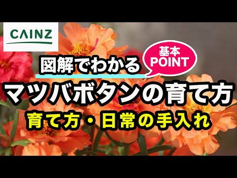 冬の牡丹の世話はどうすればいいですか？彼らを守るための手順を見つけてください!  庭園